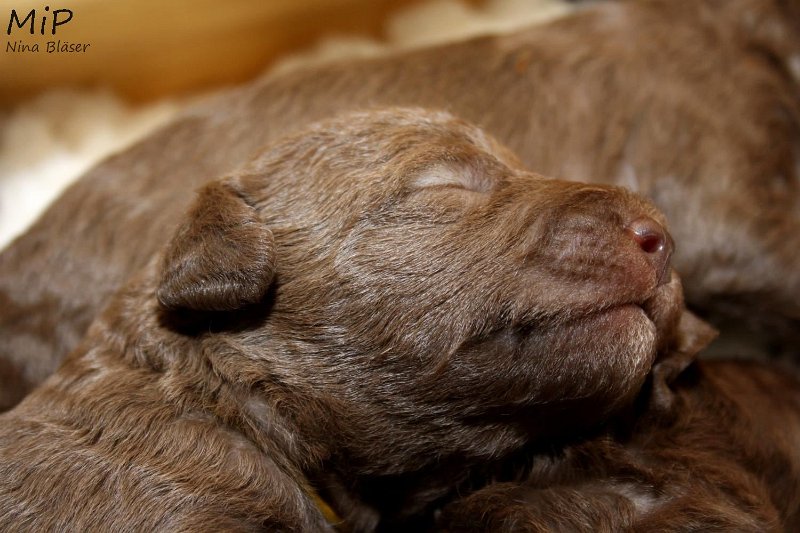 2011-05-07 Puppies Candy & Svet (63).jpg